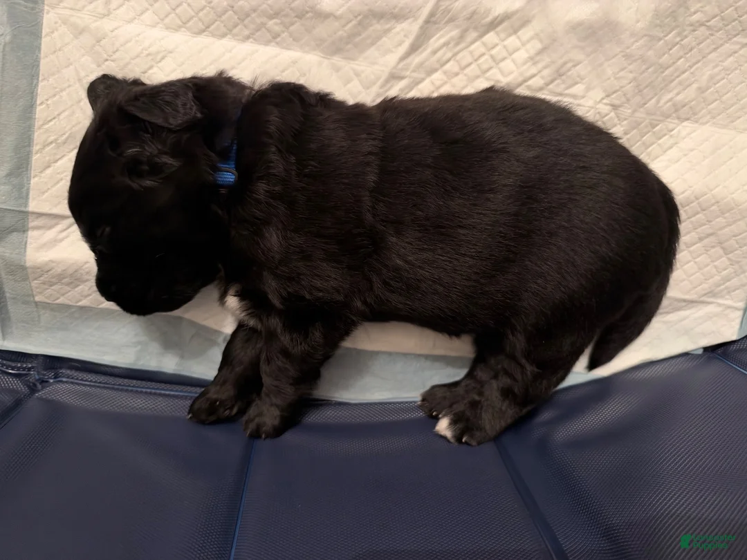 Mixed Breed dogs for sale: Blue collar - Ad 1
