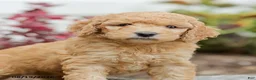 Goldendoodle dogs for sale: Jasmine - Ad 6