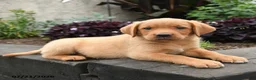 Labrador Retriever dogs for sale: Sparrow - Ad 4