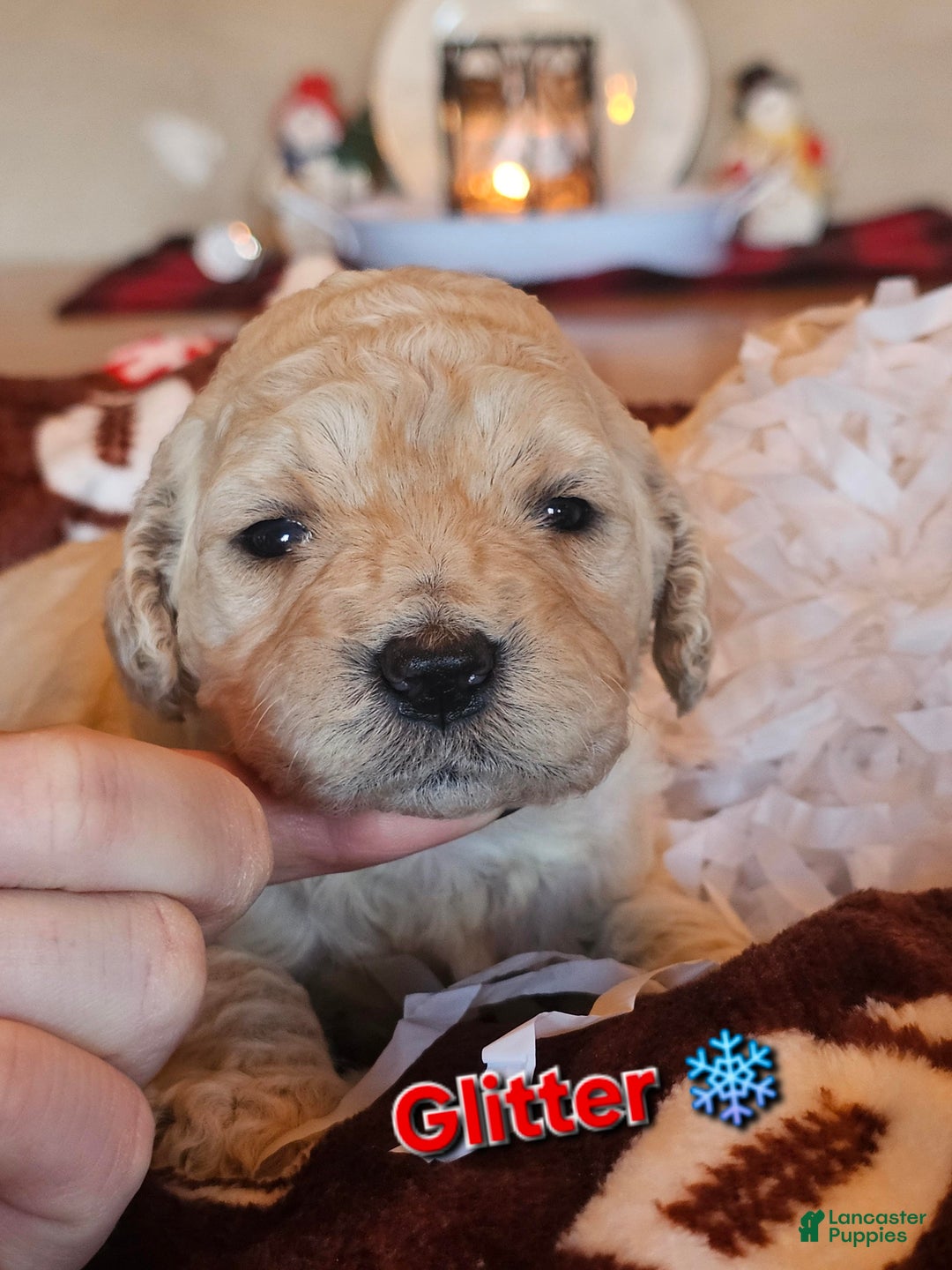 Goldendoodle dogs for sale: Glitter - Ad 1