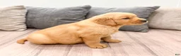 Golden Retriever dogs for sale: Tyler - Ad 6