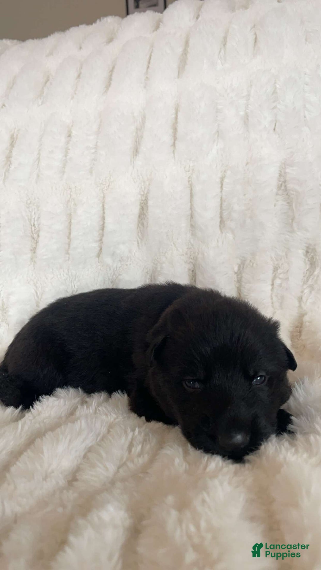 German Shepherd dogs for sale: German Shepherd Pink Collar Female - Ad 2