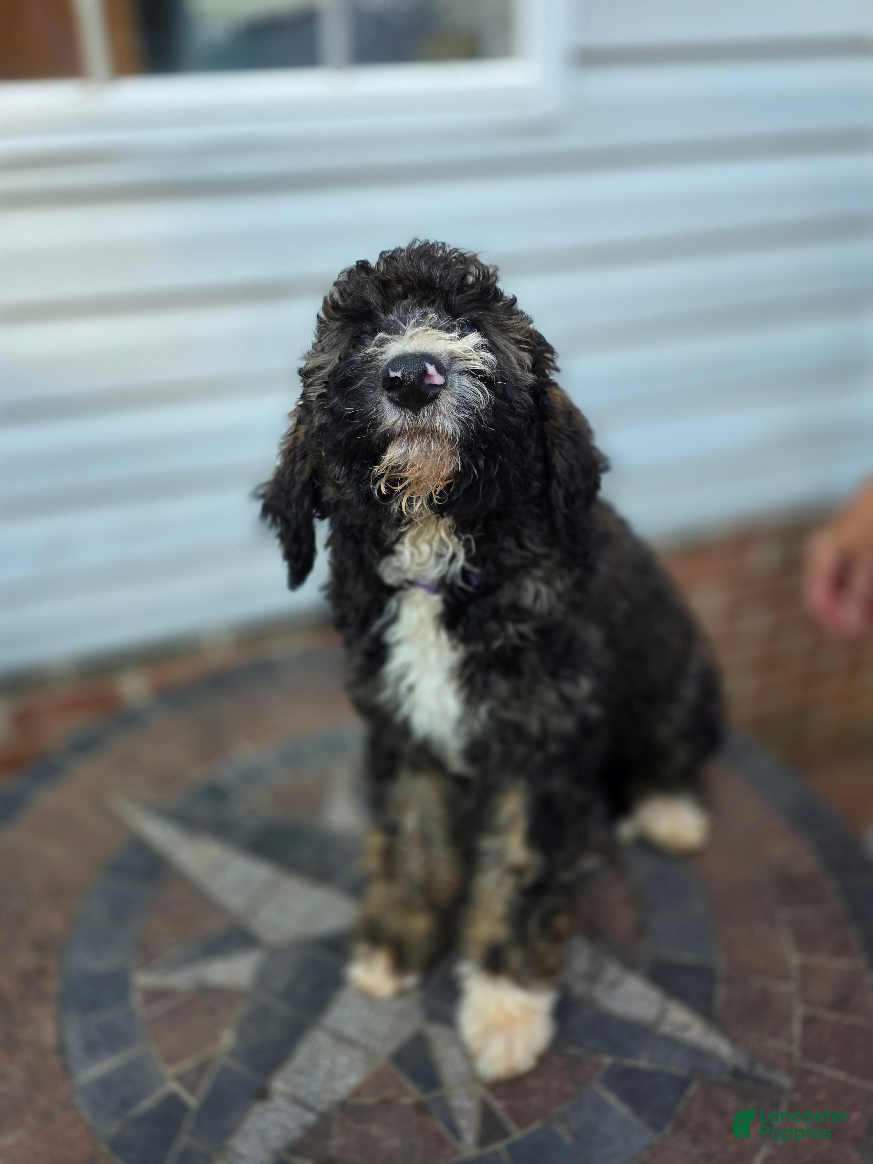 Bernedoodle dogs Purple - Ad 2