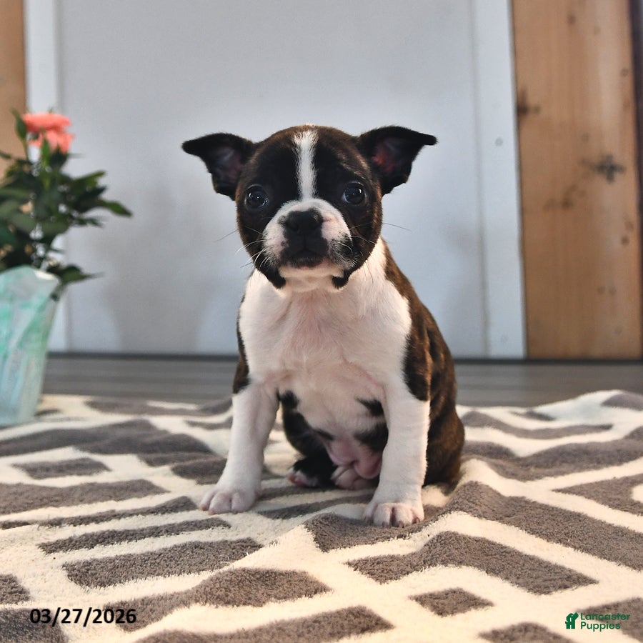 Frenchton dogs Kayla - Ad 1