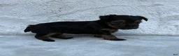 Yorkshire Terrier dogs for sale: Chloe  - Ad 3