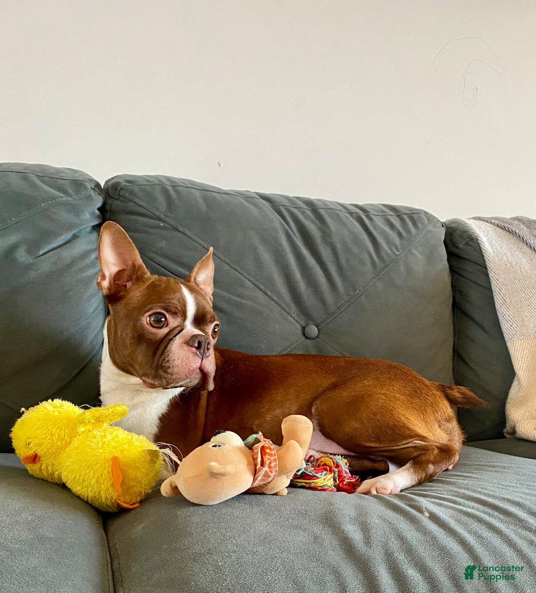 Boston Terrier dogs for sale: Frost  - Ad 8