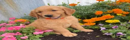 Golden Retriever dogs for sale: Hank - Ad 5