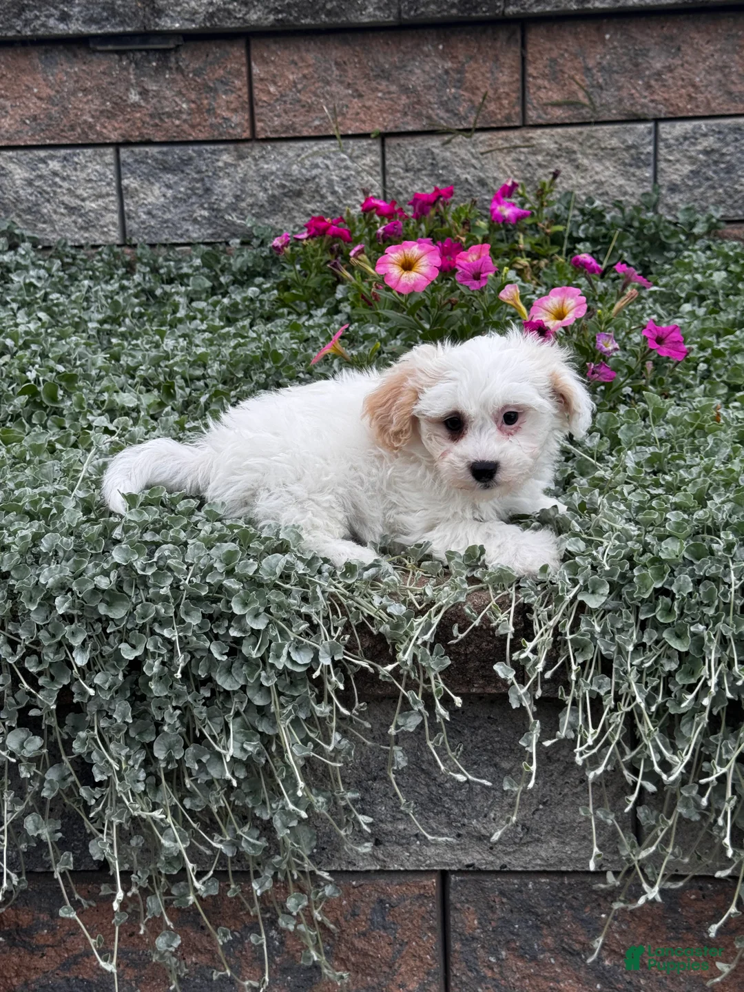 Teddy Bear dogs for sale: Jaxon - Ad 1
