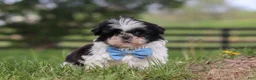 Shih Tzu dogs for sale: Nolan - Ad 5
