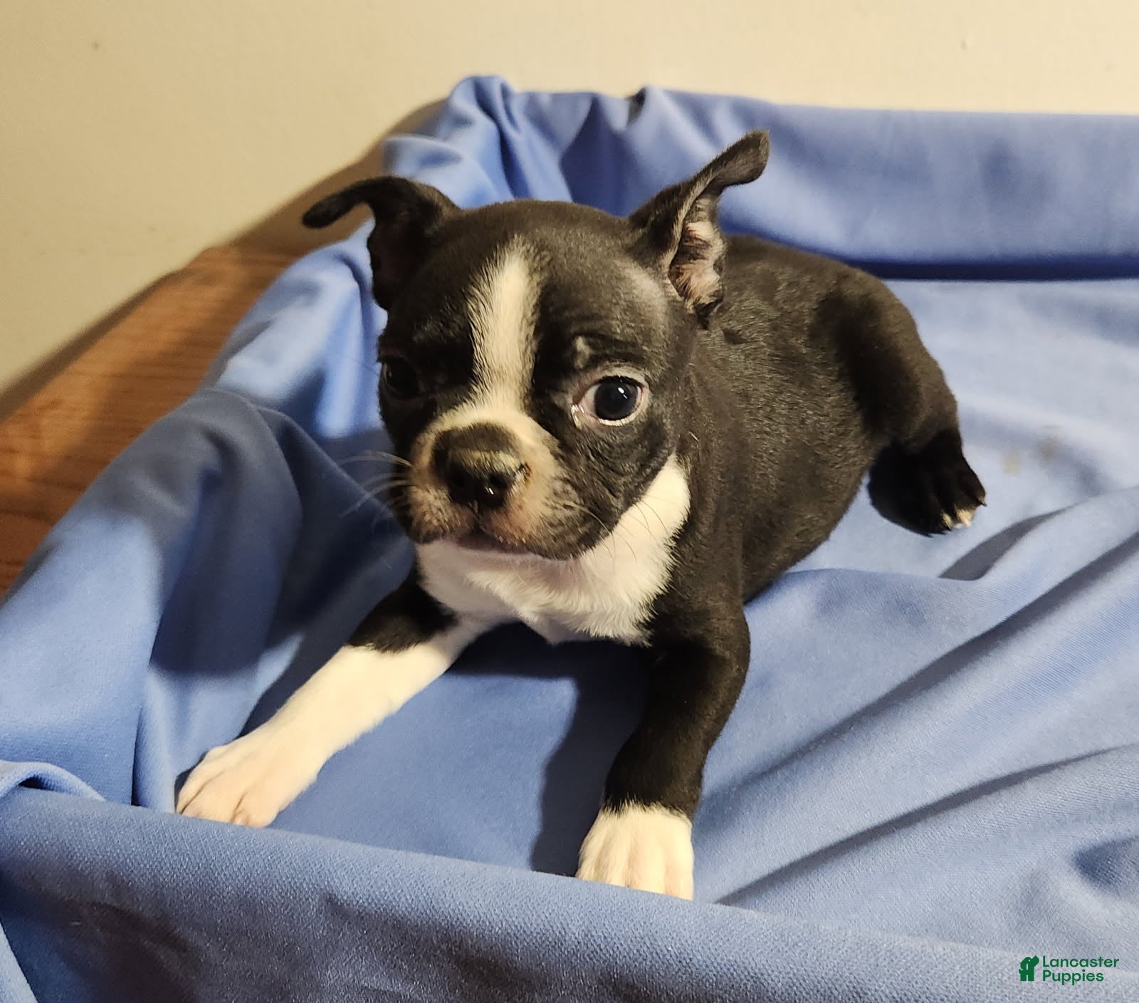 Boston Terrier dogs Boy - Ad 2