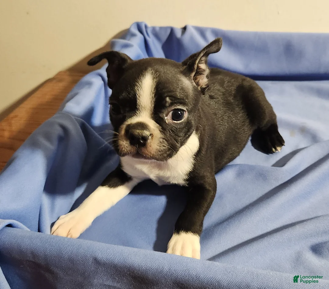 Boston Terrier dogs for sale: Boy - Ad 2
