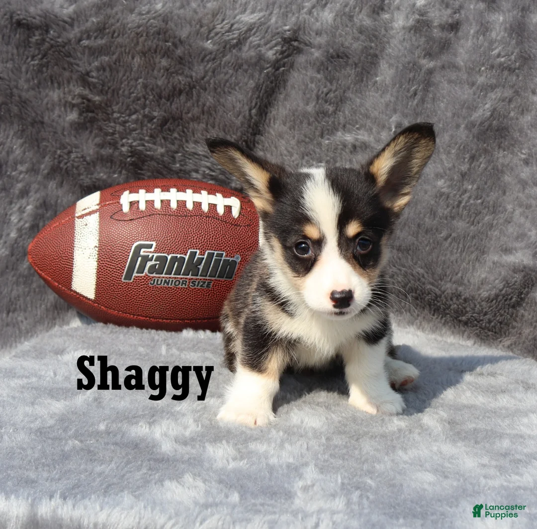 Welsh Corgi Pembroke dogs for sale: Shaggy - Ad 5