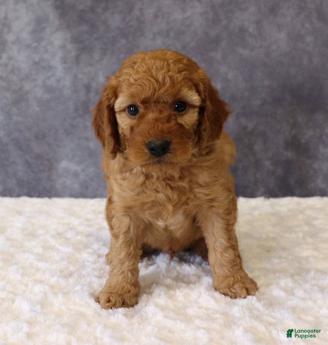 Mini Goldendoodle dogs for sale: Murphy - Ad 7