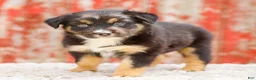 Australian Shepherd dogs for sale: Candace - Ad 6