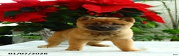 Shiba Inu dogs for sale: Kisses - Ad 2