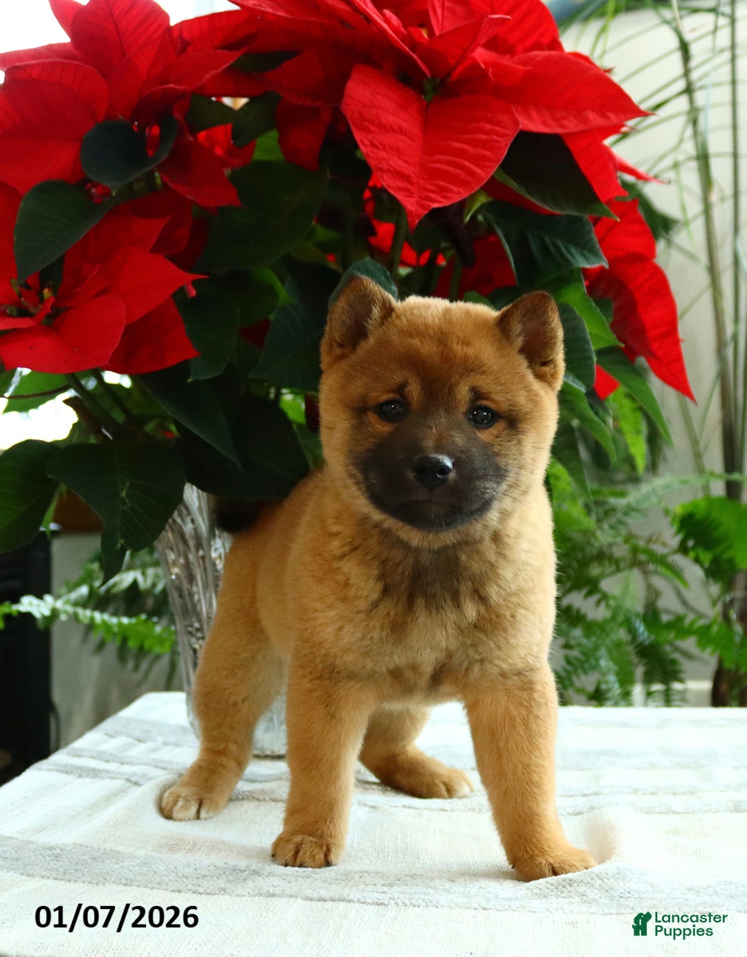 Shiba Inu dogs for sale: Kisses - Ad 2