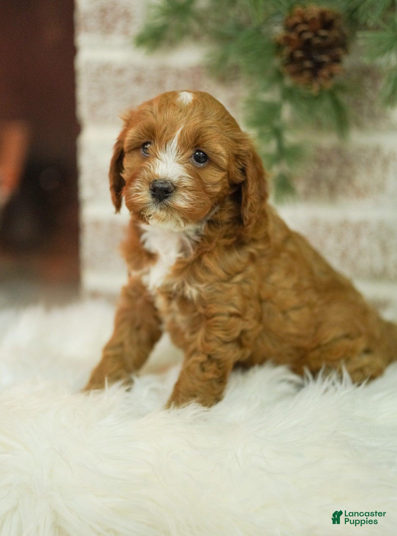 Cavapoo dogs Mandy - Ad 22