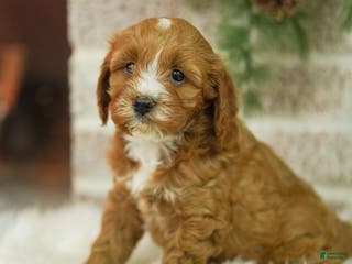 Cavapoo dogs Mandy - Ad 22