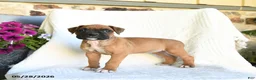 Boxer dogs for sale: Rhea - Ad 5