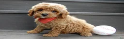 Cavapoo dogs for sale: Miles - Ad 3
