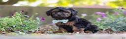 Yorkiepoo dogs for sale: Peter - Ad 3