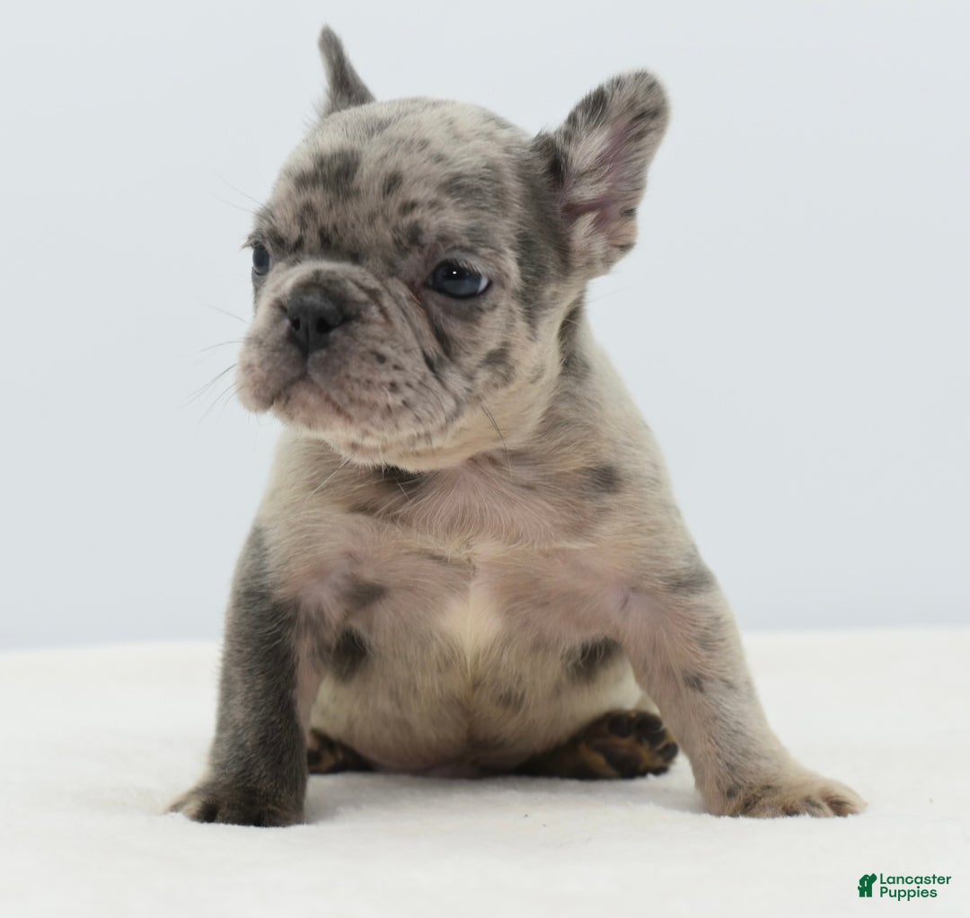 Mixed Breed dogs for sale: Hollywood merle blue  - Ad 13