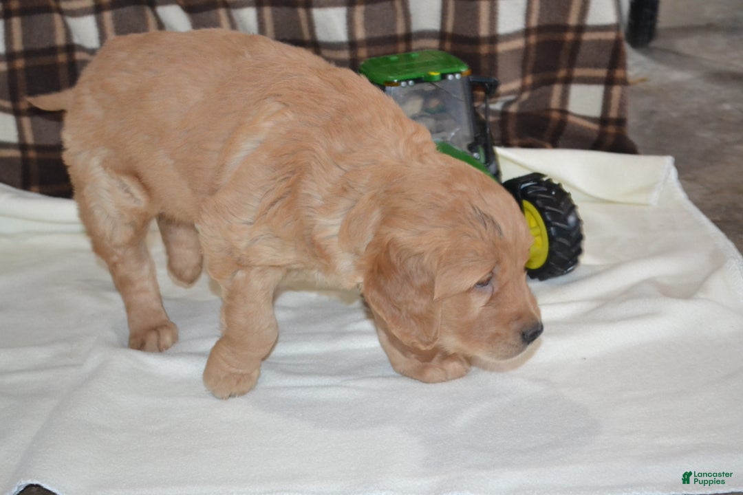 Golden Retriever dogs for sale: Robby - Ad 4