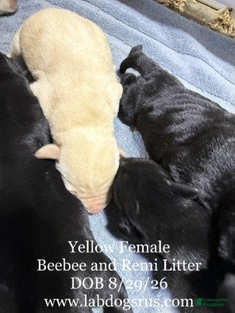 Labrador Retriever dogs Girl 1 - Ad 14