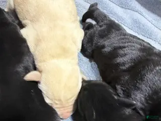 Labrador Retriever dogs Girl 1 - Ad 14