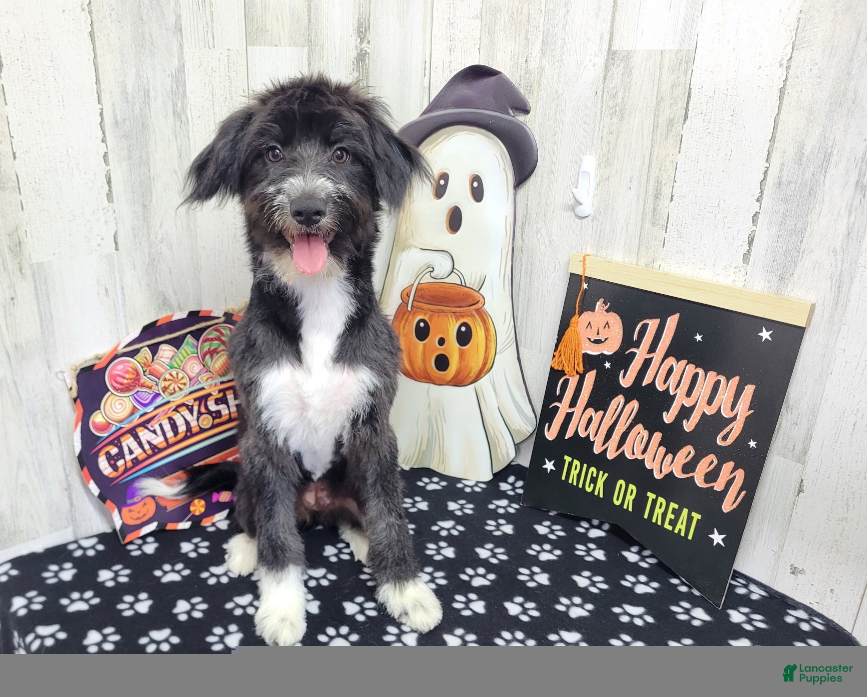 Mini Aussiedoodle dogs for sale: F1 Kiwi - Ad 6