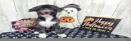 Mini Aussiedoodle dogs for sale: F1 Kiwi - Ad 1