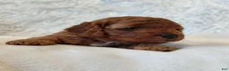 Cockapoo dogs for sale: Isaiah_Male - Ad 5