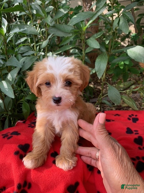 Maltipoo dogs for sale: Maltipoo 1 - Ad 31