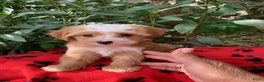 Maltipoo 1