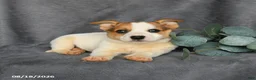 Mixed Breed dogs for sale: Rusty - Ad 4