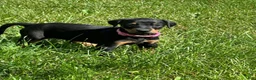 Doberman Pinscher dogs for sale: Doberman Pinscher 3 - Ad 2
