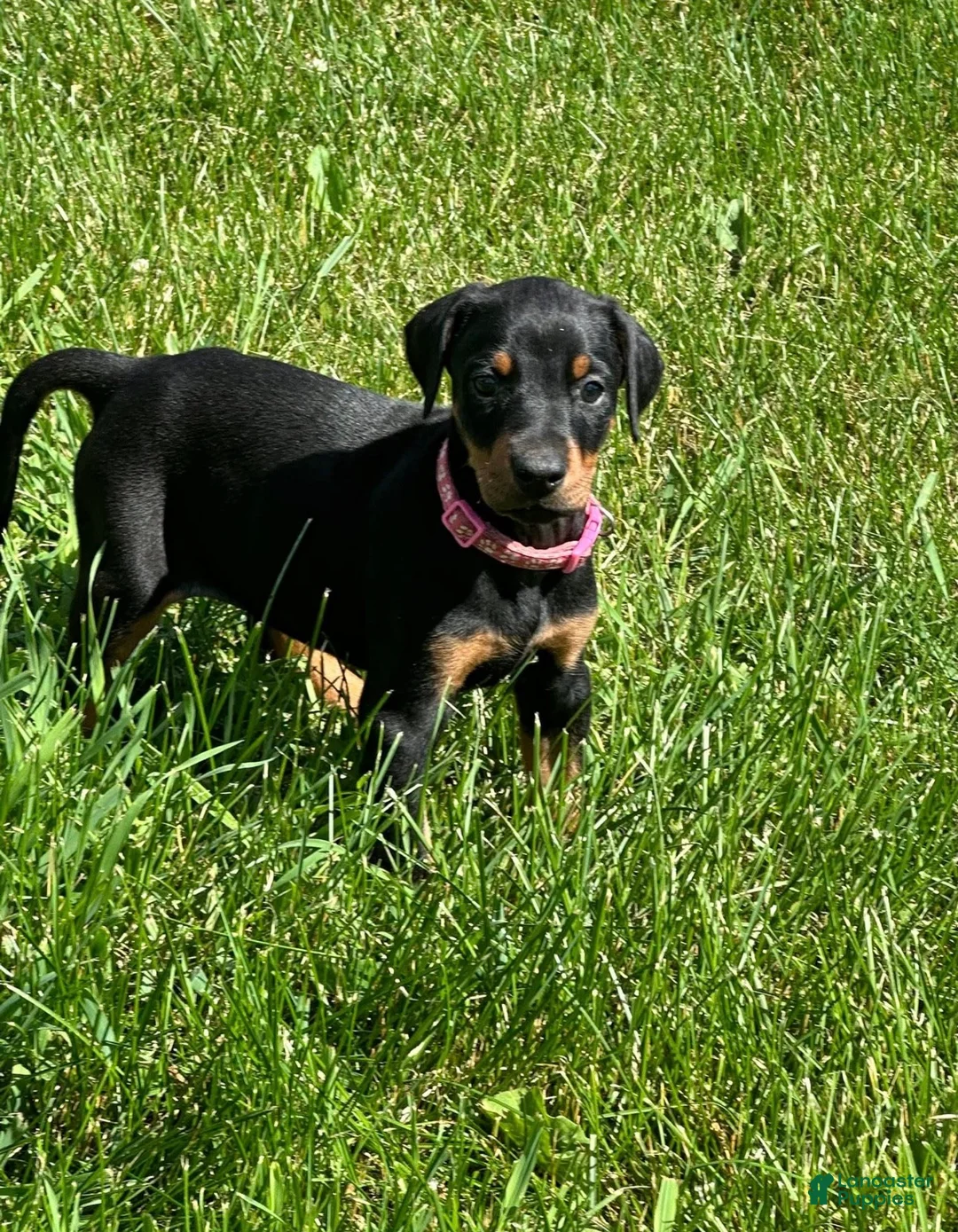 Doberman Pinscher dogs for sale: Doberman Pinscher 3 - Ad 2