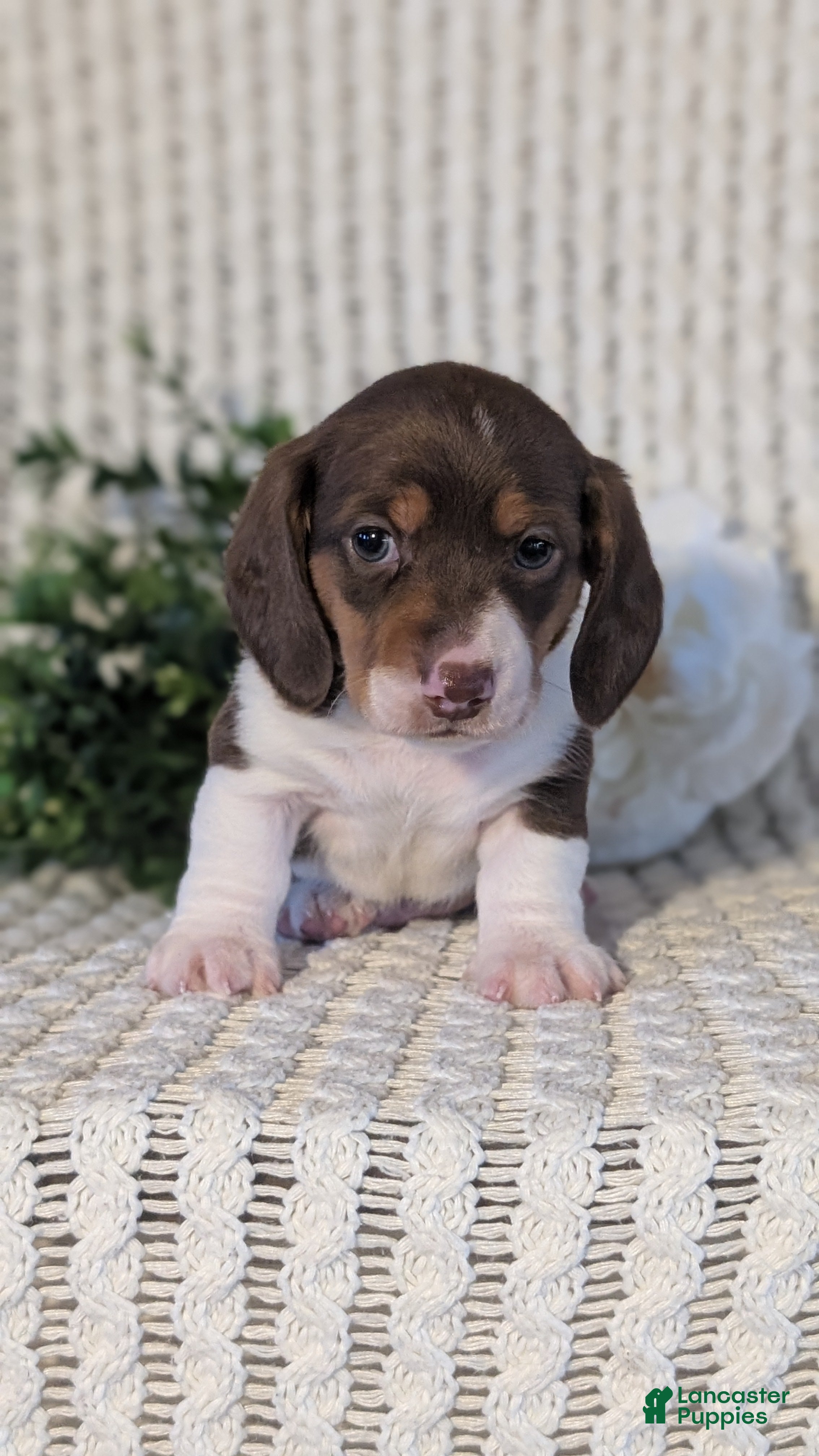 Miniature Dachshund dogs Ziggy - Ad 2