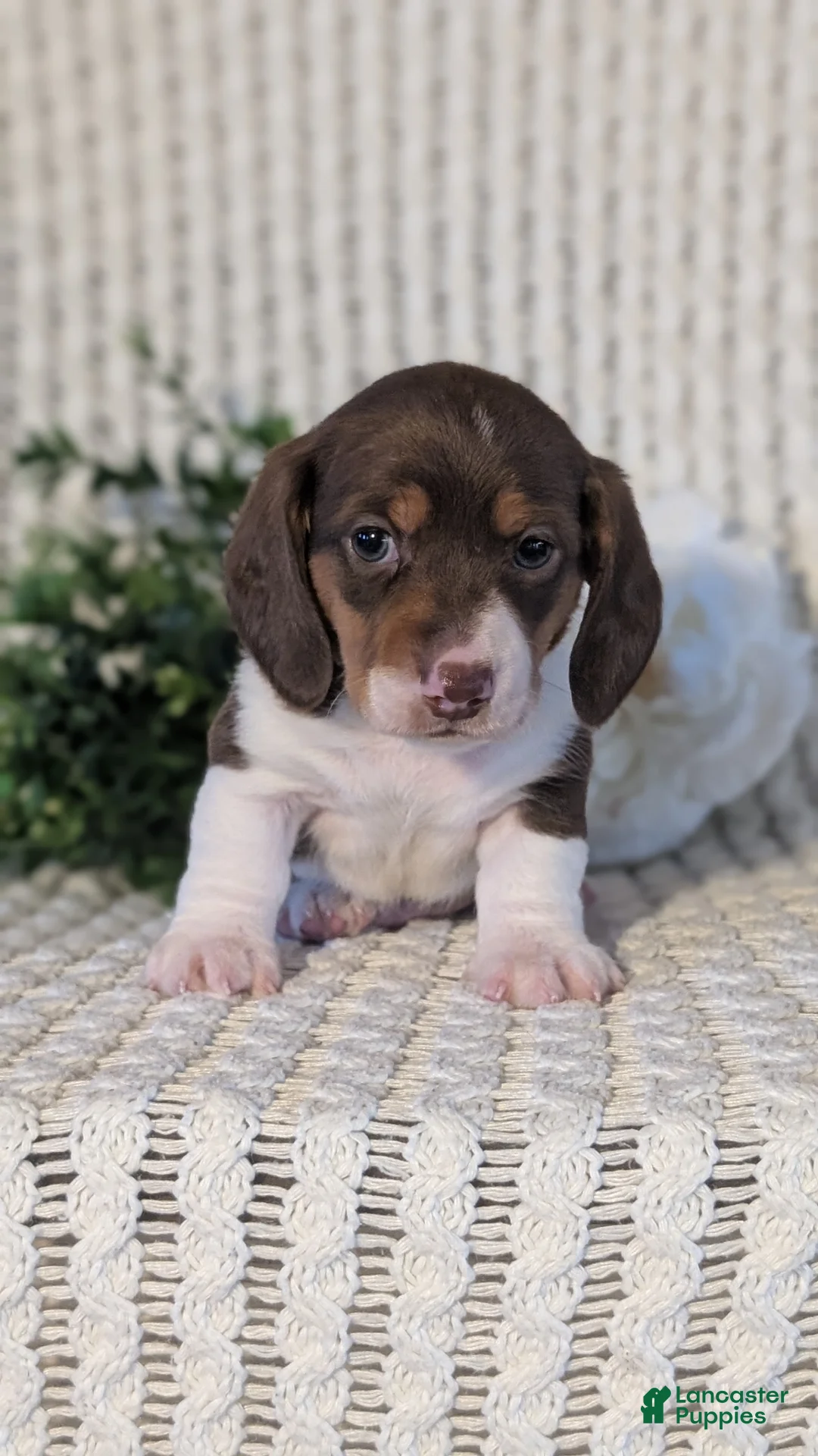 Miniature Dachshund dogs for sale: Ziggy - Ad 2