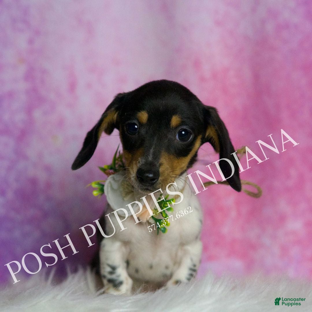 Miniature Dachshund dogs Dottie - Ad 37