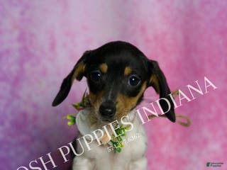Miniature Dachshund dogs Dottie - Ad 10