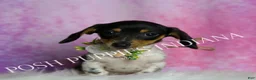 Miniature Dachshund dogs for sale: Dottie - Ad 1