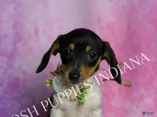 Miniature Dachshund dogs Dottie - Ad 6