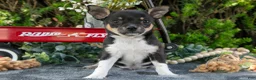 Chihuahua dogs for sale: Paul - Ad 2