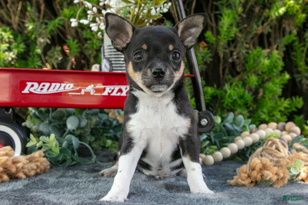Chihuahua dogs for sale: Paul - Ad 2