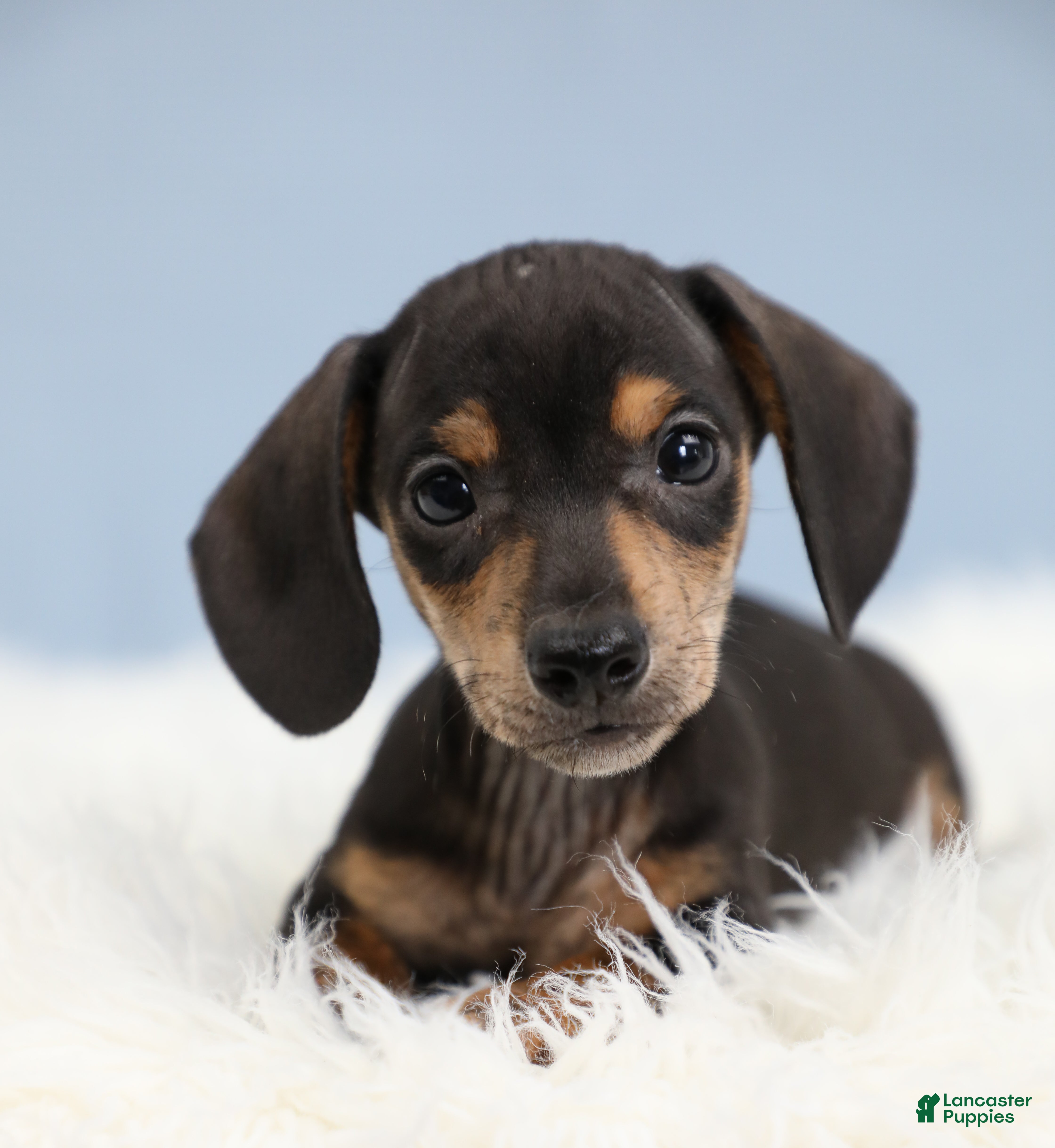 Miniature Dachshund dogs for sale: Jett ⚽️ - Ad 1