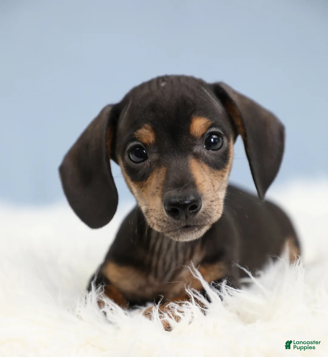Miniature Dachshund dogs for sale: Jett ⚽️ - Ad 1