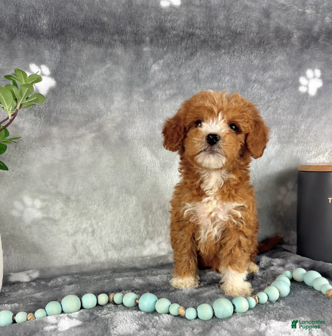 Mini Goldendoodle dogs for sale: Mini Goldendoodle Puppy 3 - Ad 2