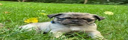Pug dogs for sale: Toby - Ad 5