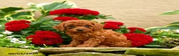 Miniature Poodle dogs for sale: Saltine - Ad 9